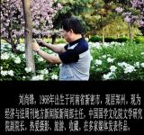 刘尚锋摄影之洛阳国花园