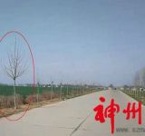 襄城县王洛镇政府170万绿化款打水漂（转载）